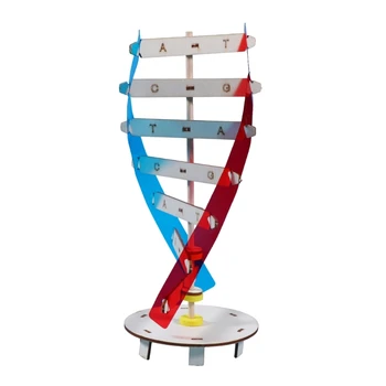 2024 Нови ДНК модели Въртящи се човешки двойни модели комплекти Човешки гени Учене на играчки ДНК модел помощ Биологични научни модели